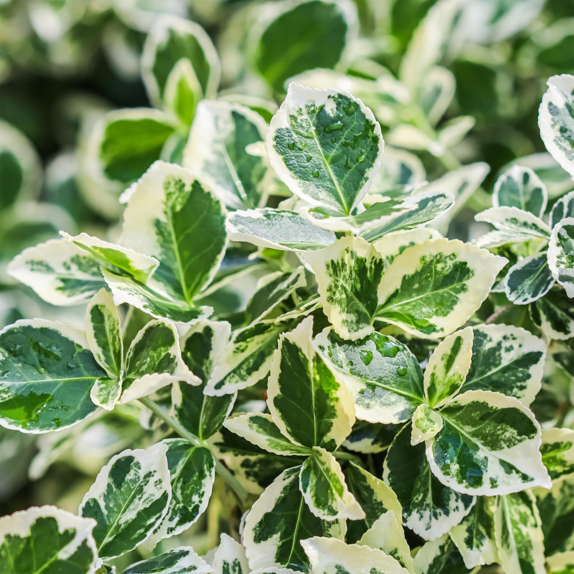 Euonymus fortunei Emerald Gaiety -Terras Plant - Bladhoudend - Winterhard - Groen-Grijs Blad - Pot 19cm Hoogte 90cm