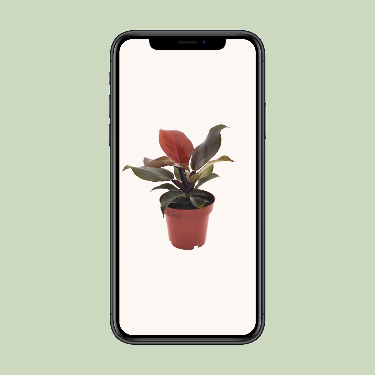 Philodendron Imperial Red - Ø 12 cm - ↕ 25 cm