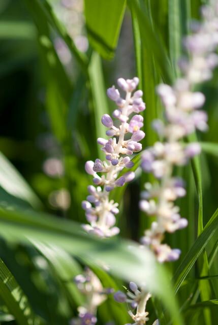24 Liriope muscari 'Monroe White' - ↕10-25cm - Ø9cm