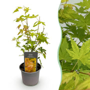 Acer palmatum Orange Dream - Oranje - 1 Plant - Bladverliezend - Weinig Onderhoud - Pot 12cm Hoogte 35cm