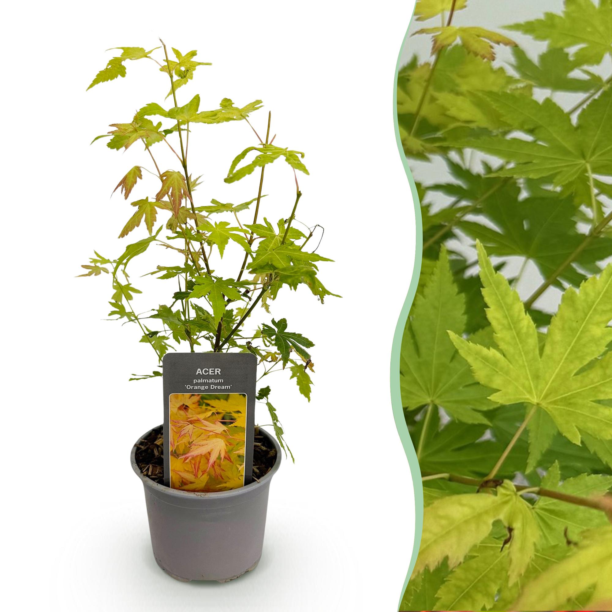 Acer palmatum Orange Dream - Oranje - 1 Plant - Bladverliezend - Weinig Onderhoud - Pot 12cm Hoogte 35cm