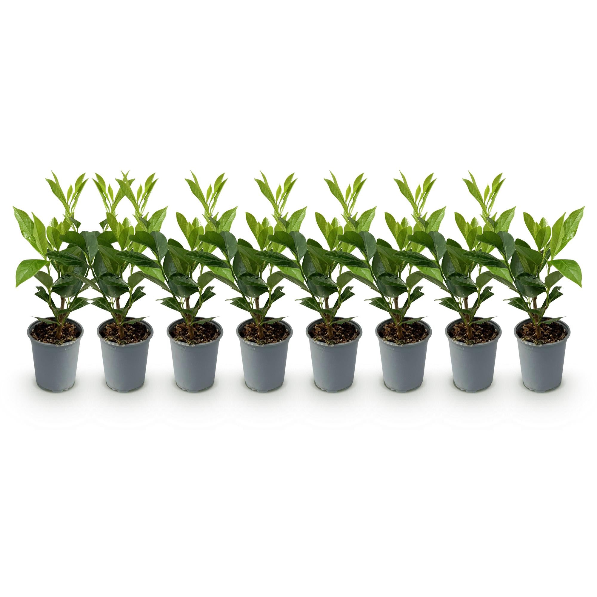 Prunus laurocerasus Caucasica- blad groen - 8 planten - 1 strekkende meter - groenblijvend - pot 9cm hoogte 30-35cm