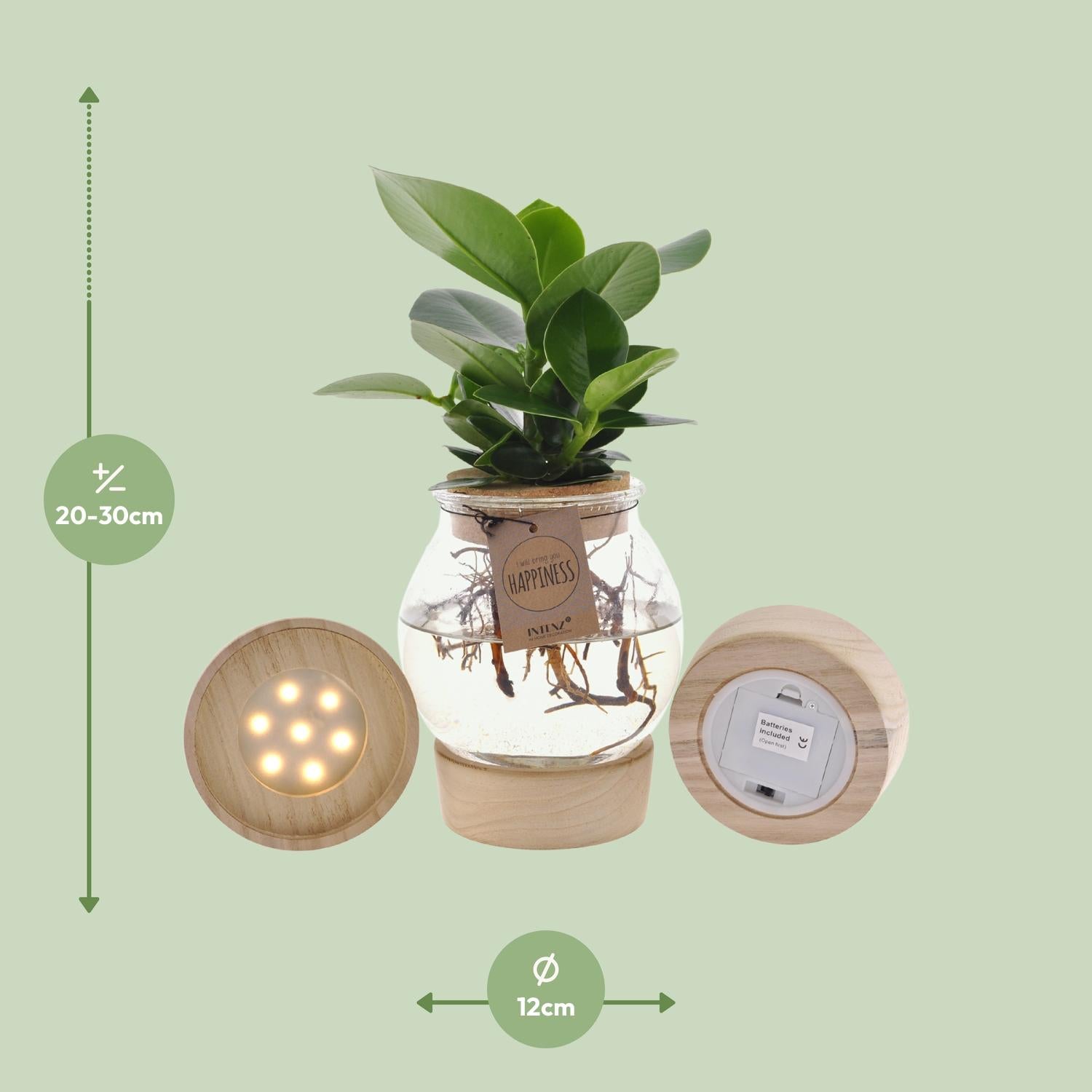 Clusia en verre convexe + bouchon en liège clic + LED - Ø12cm - ↕30cm