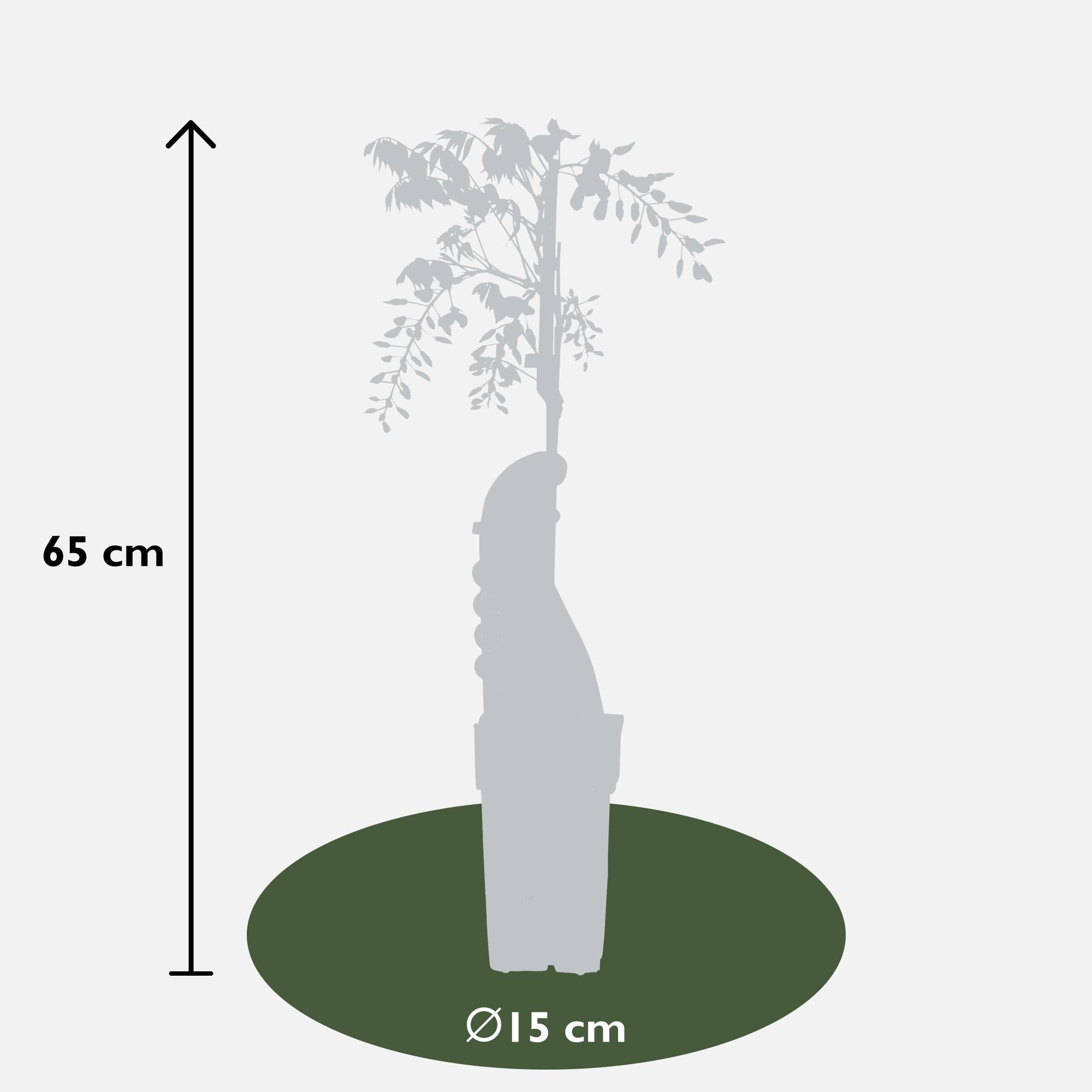 Glicina sinensis Caroline - Purple Rain - Ø15cm - ↕65cm