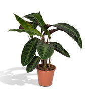 Calathea Warscewiczii - Påfugleplante - Ø19cm - ↕70cm