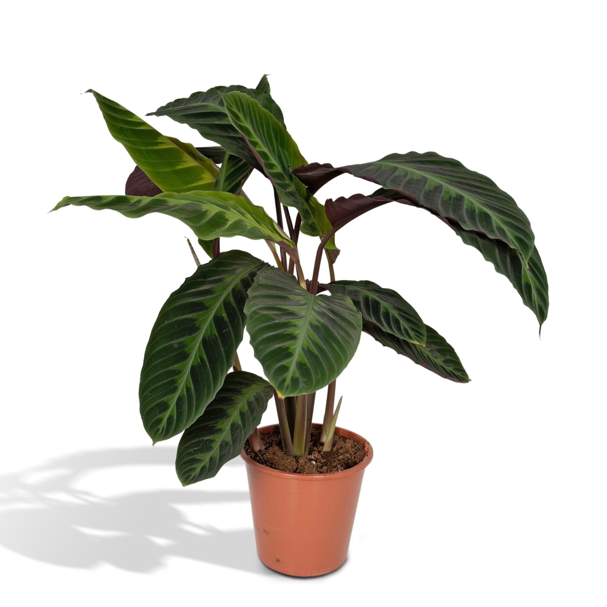 Calathea Warscewiczii - Planta pavo real - Ø19cm - ↕70cm