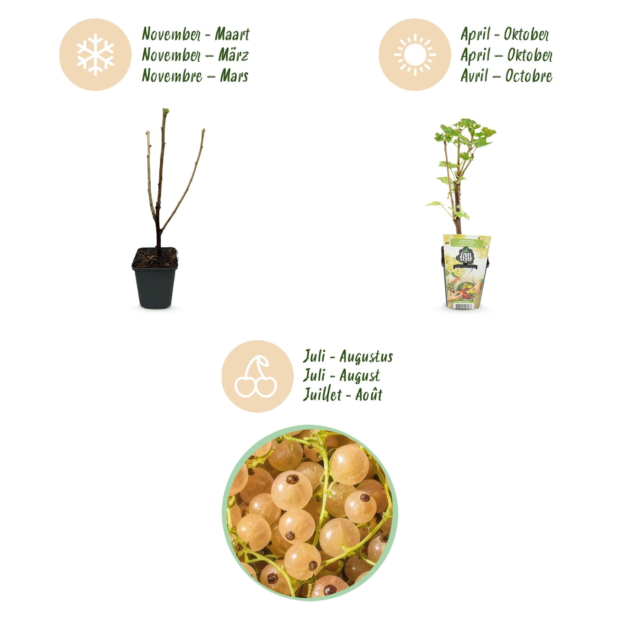 Witte Bes - Ribes rubrum Witte Hollander - Winterhard - 6 Planten - Pot 9 cm - Witte Bes