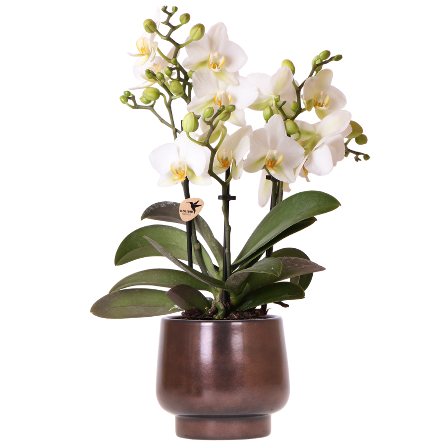 Kolibri Orchids | Scandic Copper pot Ø9cm met witte Lausanne orchidee – vers van de kweker