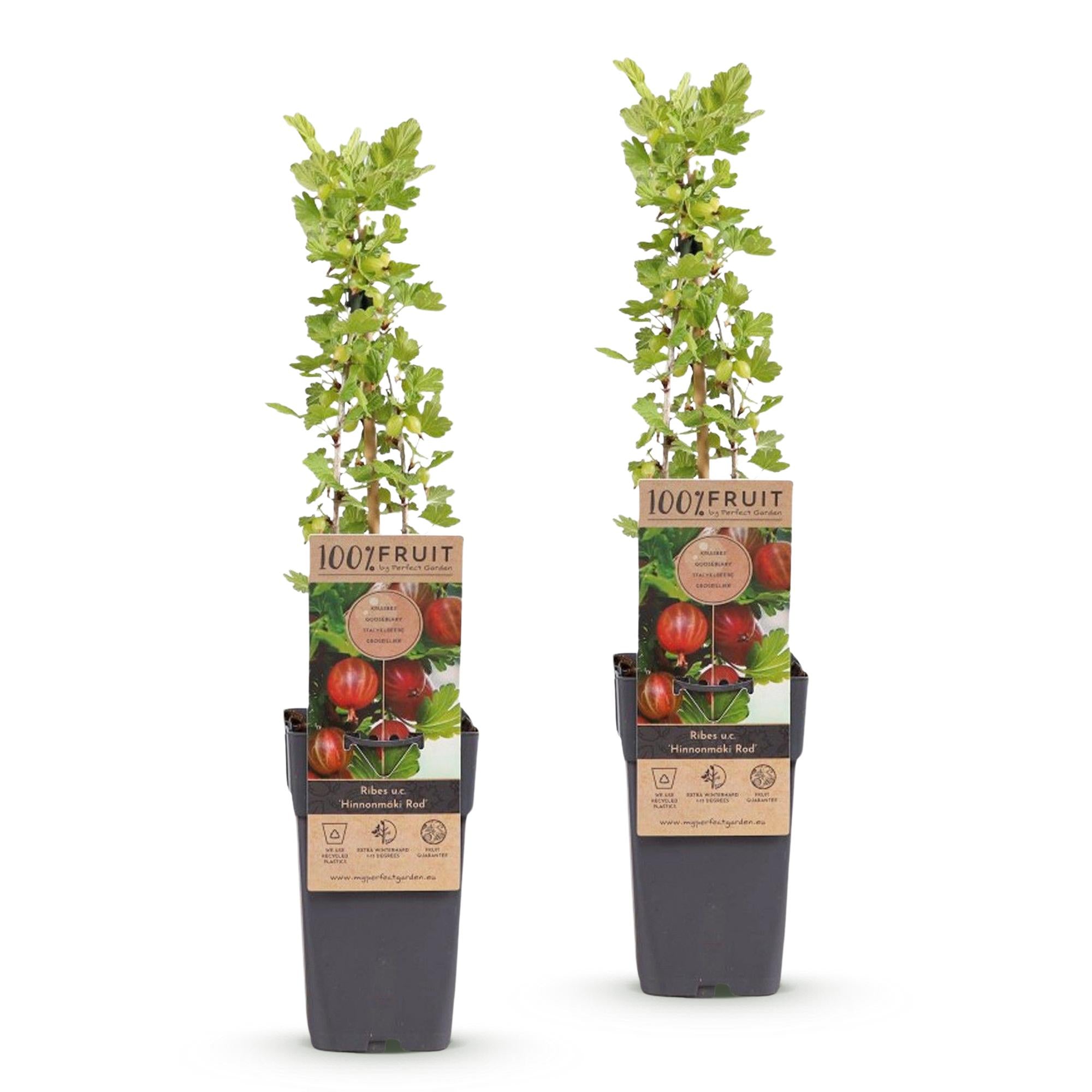 Ribes uva-crispa Hinnonmäki Röd - Kruisbes - Winterhard - Rode Bes - 2 Planten - Pot 15cm - Hoogte 50cm