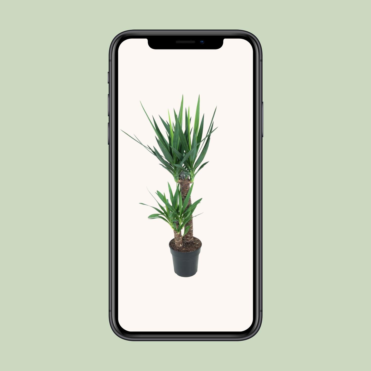 Yucca Elephantipes - Ø21 cm - ↕100 cm