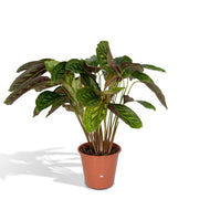 Calathea Flamestar - Påfugleplante - Ø19cm - ↕75cm