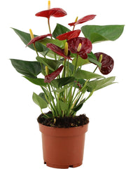 Anthurium Calon in custodia trasparente - Ø12cm - ↕36cm