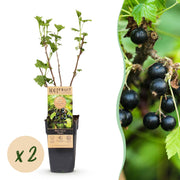 Ribes nigrum Titania - Bessenplant - Winterhard - Zwarte Bes - 2 Planten - Pot 15cm - Hoogte 50cm