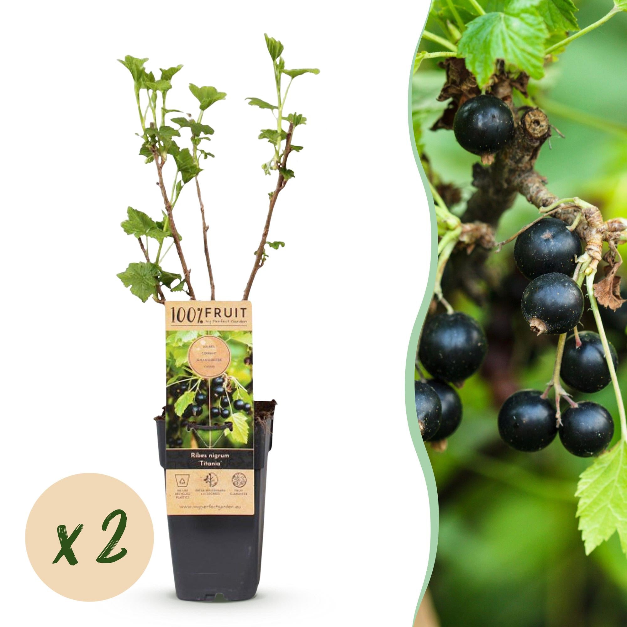 Ribes nigrum Titania - Bessenplant - Winterhard - Zwarte Bes - 2 Planten - Pot 15cm - Hoogte 50cm