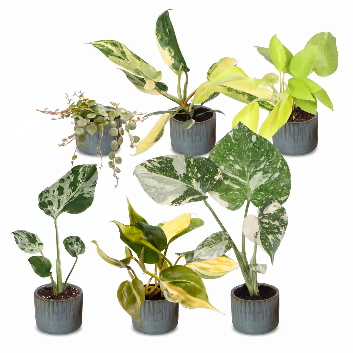 Baby Planten Tropical Mix - Diversen 6x - Tropisch - incl. Linnea Misty Blue - Ø6cm - ↕10-15cm