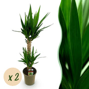 Yucca elephantipes - Weinig onderhoud - Groen - 2 - Pot 19cm - Hoogte 120cm