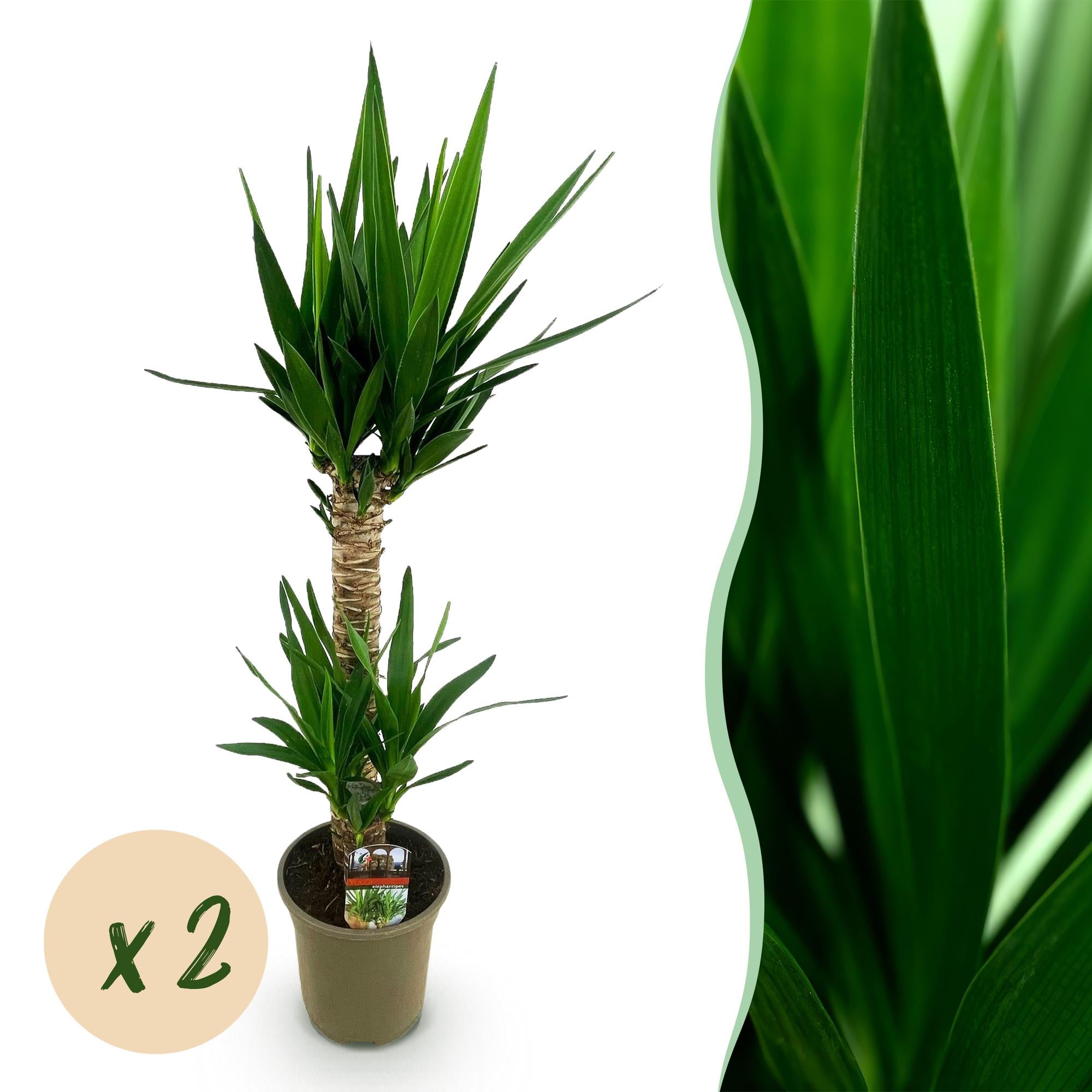Yucca elephantipes - Weinig onderhoud - Groen - 2 - Pot 19cm - Hoogte 120cm