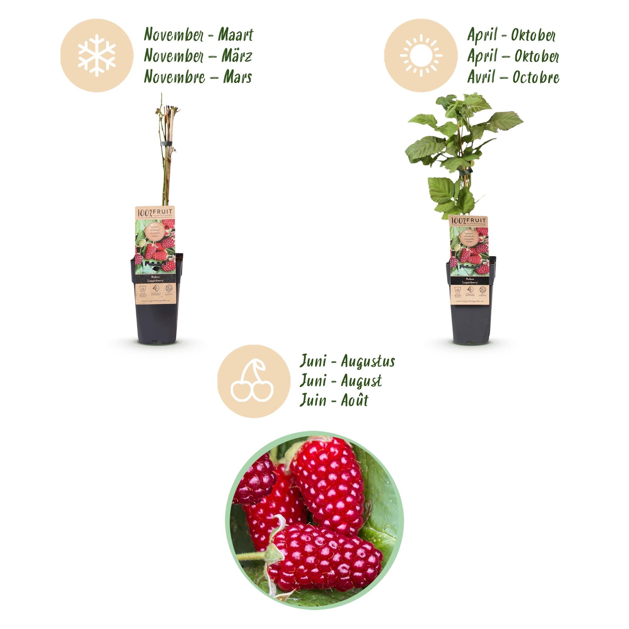 Rubus Thornless Loganberry - Braamboos - Winterhard - Rode Vrucht - 2 Planten - Pot 15cm - Hoogte 50cm