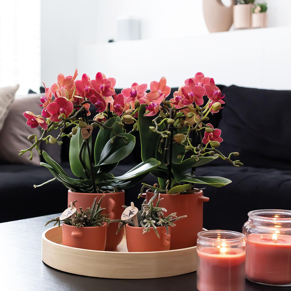 Orchidées Kolibri | Offre combinée de 2 orchidées Phalaenopsis rouges - Congo - pot de 9 cm de diamètre, plante d'intérieur fleurie - fraîchement du producteur
