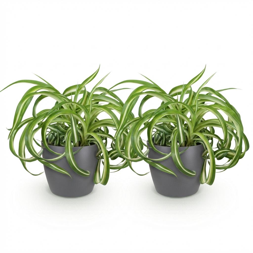 Chlorophytum comosum Bonnie - Krullende Graslelie - Huisdiervriendelijke Plant - 2 Planten - met Potter Grijs - Pot 12cm - Hoogte 20cm