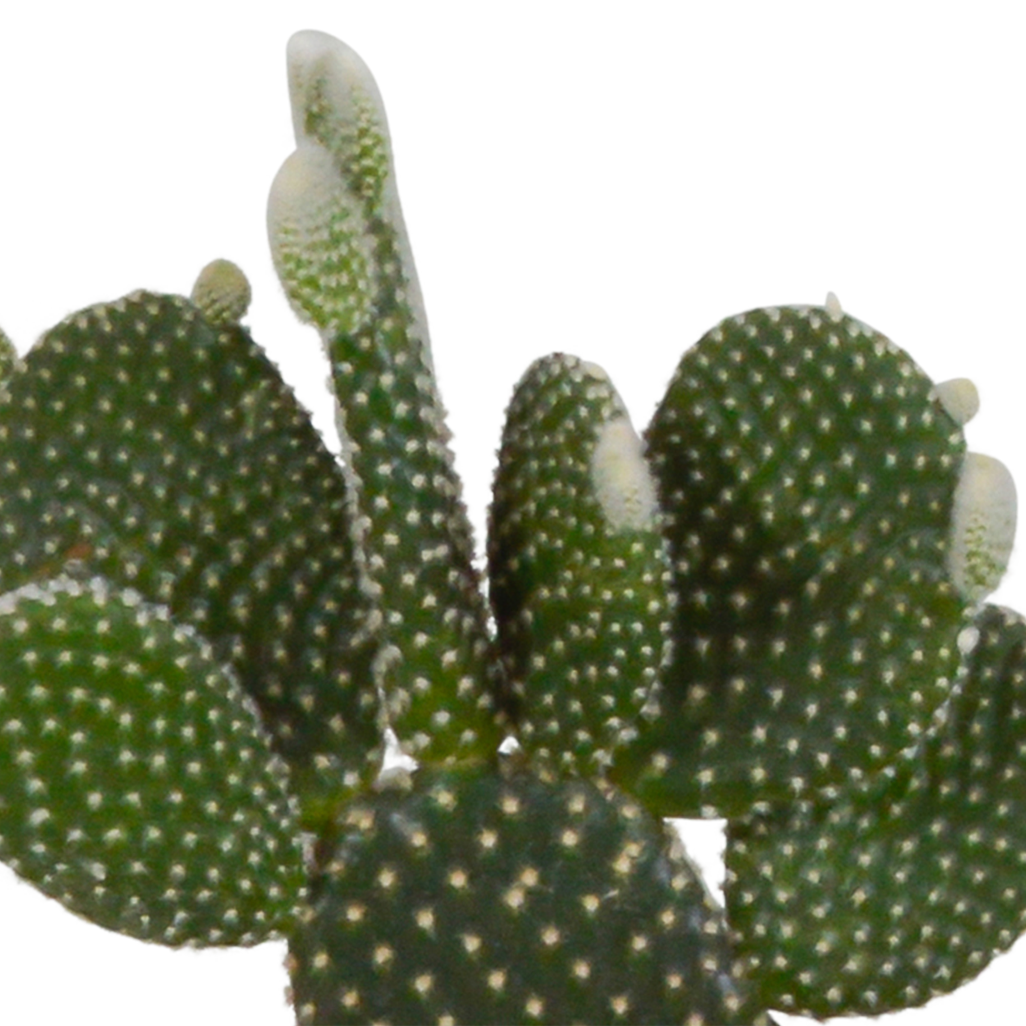 Cactus mix 10.5 cm - 3x - in white pot
