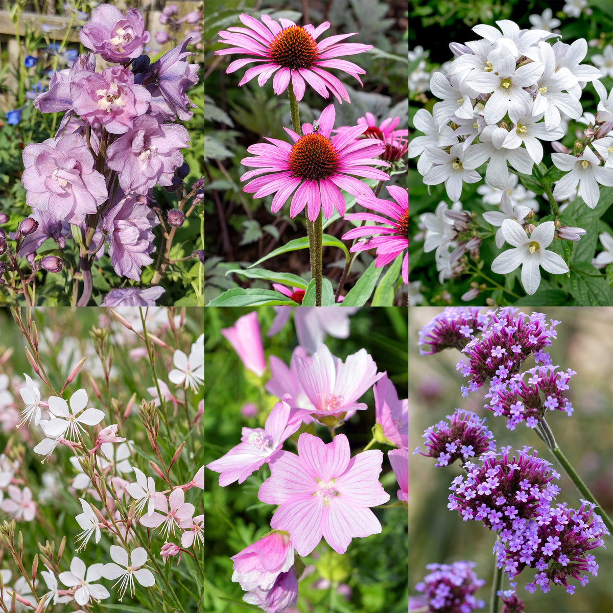 Borderpakket - Bijen en vlinderlokkend - Diversen - Soorten en kleuren - 12 Planten - Pot 11cm - Hoogte 15-25cm