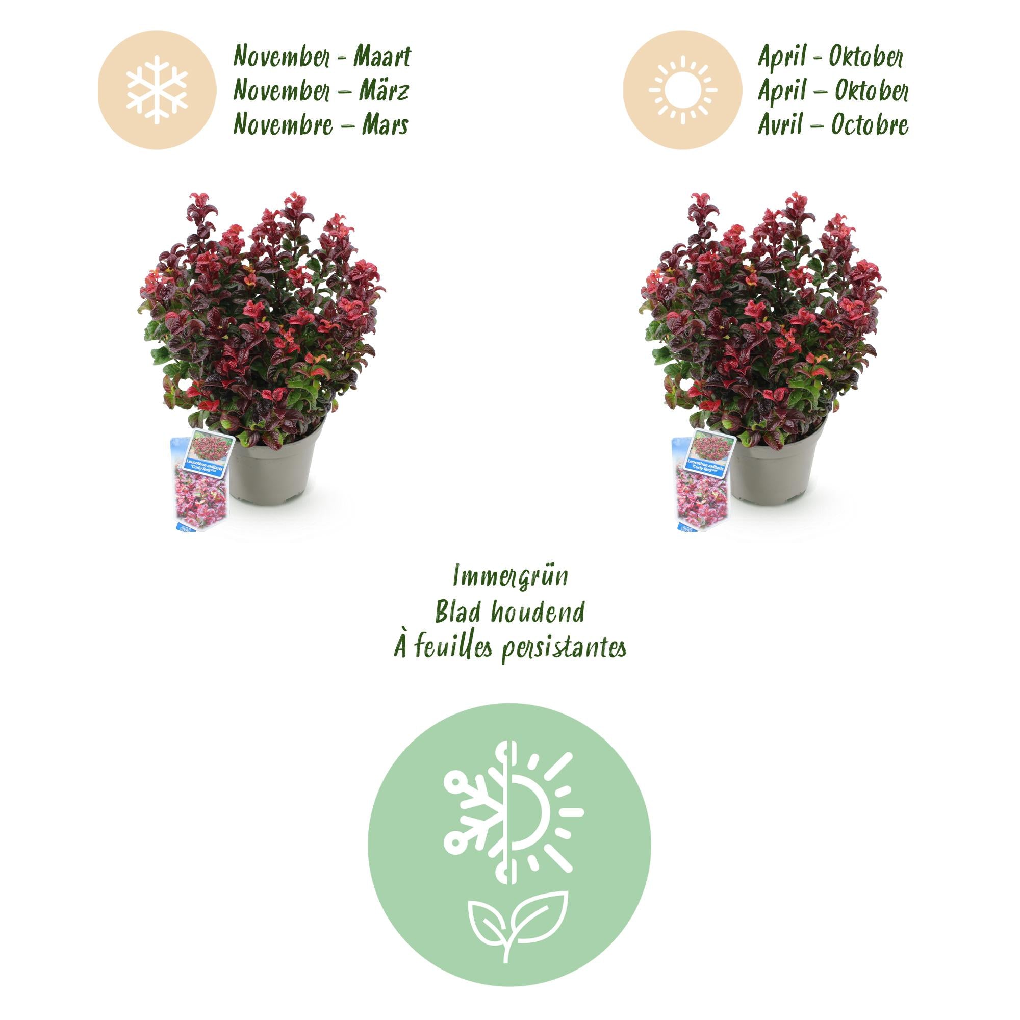 Leucothoe Curly Red - Rood - 2 Planten -  Groenblijvend - Weinig Onderhoud - Pot 17cm Hoogte 40cm