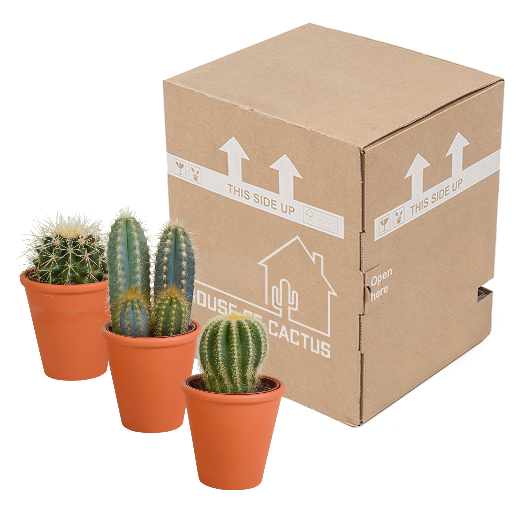 Cactus mix 8.5 cm - 3x - in terracotta pot