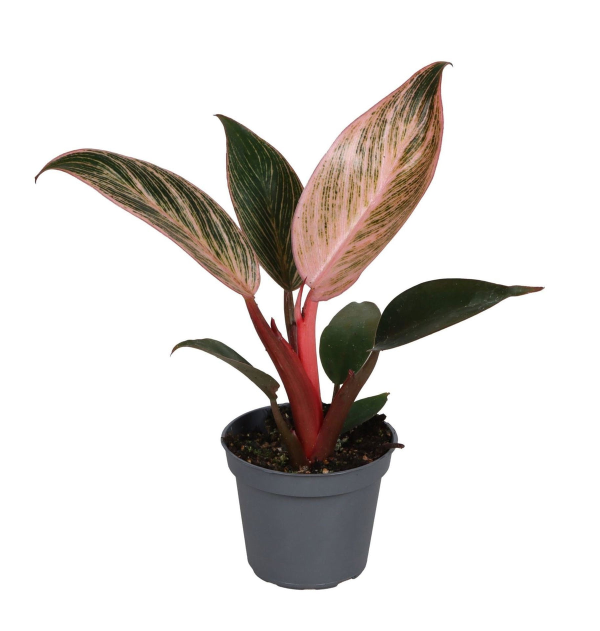Philodendron Pink Bikini - Groen - Roze - Tropisch - Ø6cm - ↕10cm