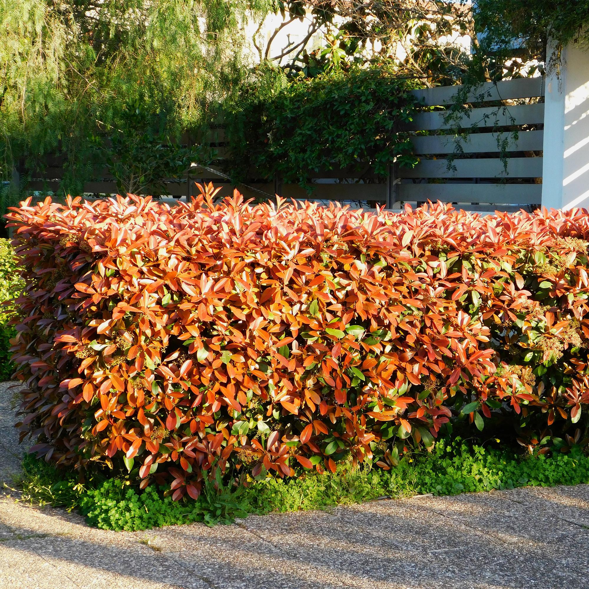 Photinia fraseri Red Robin - blad rood groen  - 8 planten - 1 strekkende meter - groenblijvend - pot 9cm hoogte 30-35cm