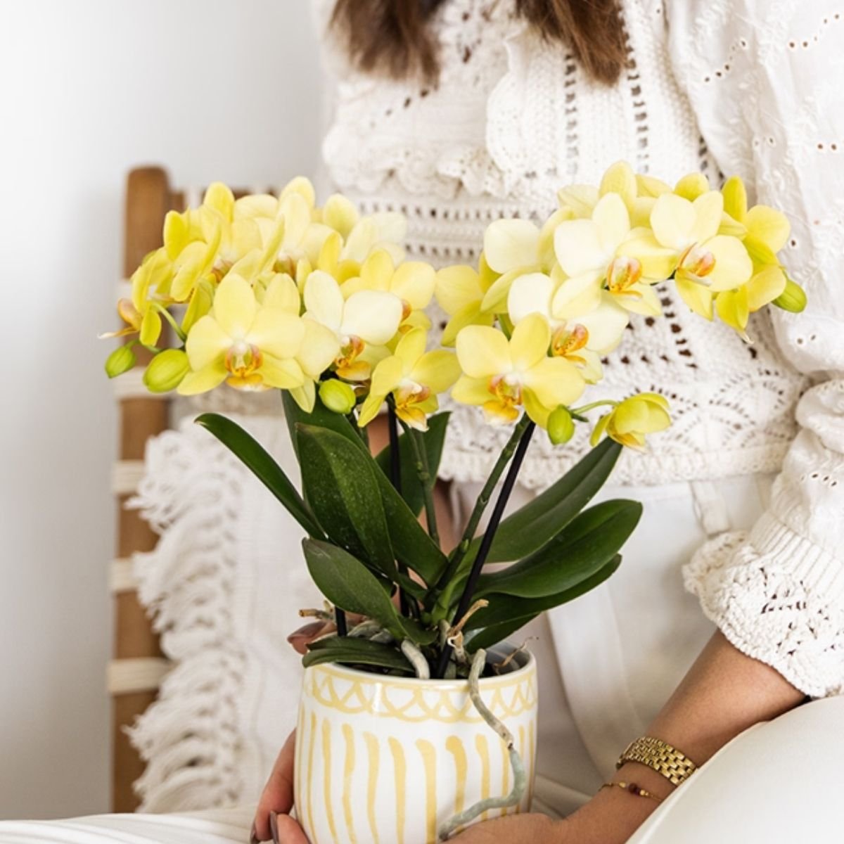 Kolibri Orchids | Combi Deal - 4 Gele Phalaenopsis Orchideeën Blossom Albenga - Ø9 cm