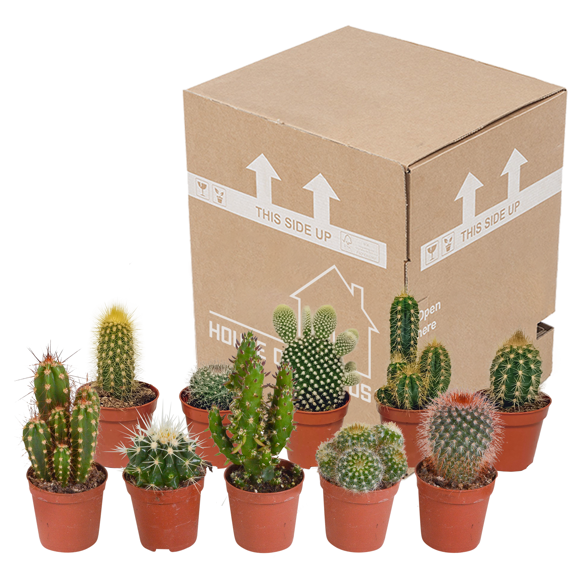 Cactus mix 5.5 cm - 10x - without pot
