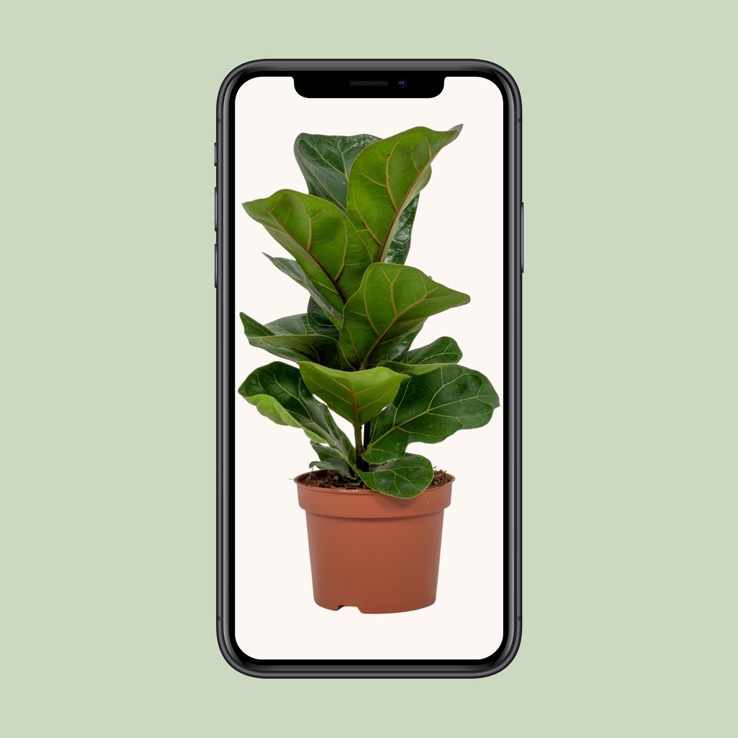 Ficus Lyrata - Ø12 cm - ↕30 cm