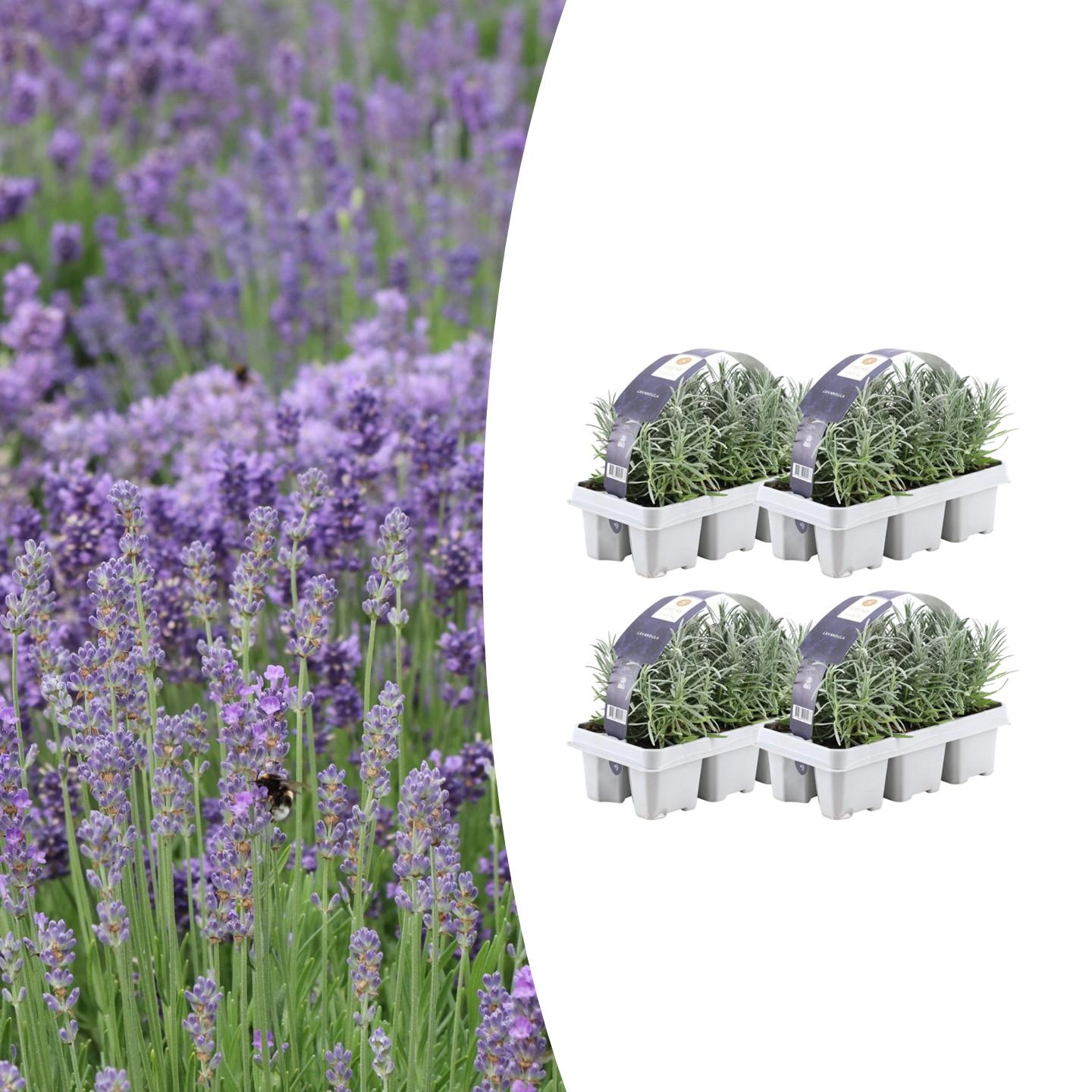 4x confezione da 6 Lavanda angustifolia - Ø7 cm - ↕15 cm