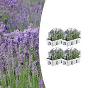 4x confezione da 6 Lavanda angustifolia - Ø7 cm - ↕15 cm