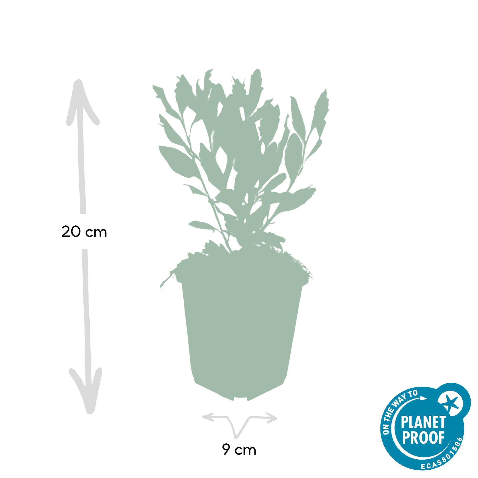 6x Aster ageratides 'Ashvi' - ↕10-25cm - Ø9cm