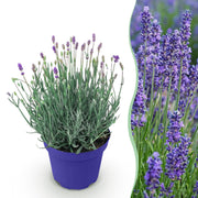 Lavandula angustifolia Hidcote - Lavendel - Winterhard - Paars - 1 Plant - Pot 12cm - Hoogte 20-25cm