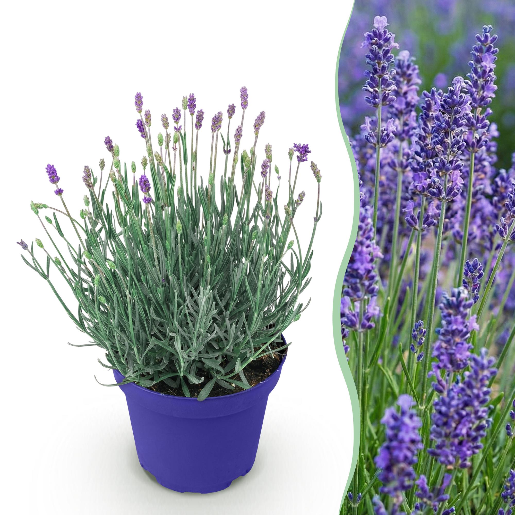Lavandula angustifolia Hidcote - Lavendel - Winterhard - Paars - 1 Plant - Pot 12cm - Hoogte 20-25cm