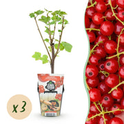Rode Bes - Ribes rubrum Jonkheer van Tets  - Winterhard - 3 Planten - Pot 9 cm - Rode Bes