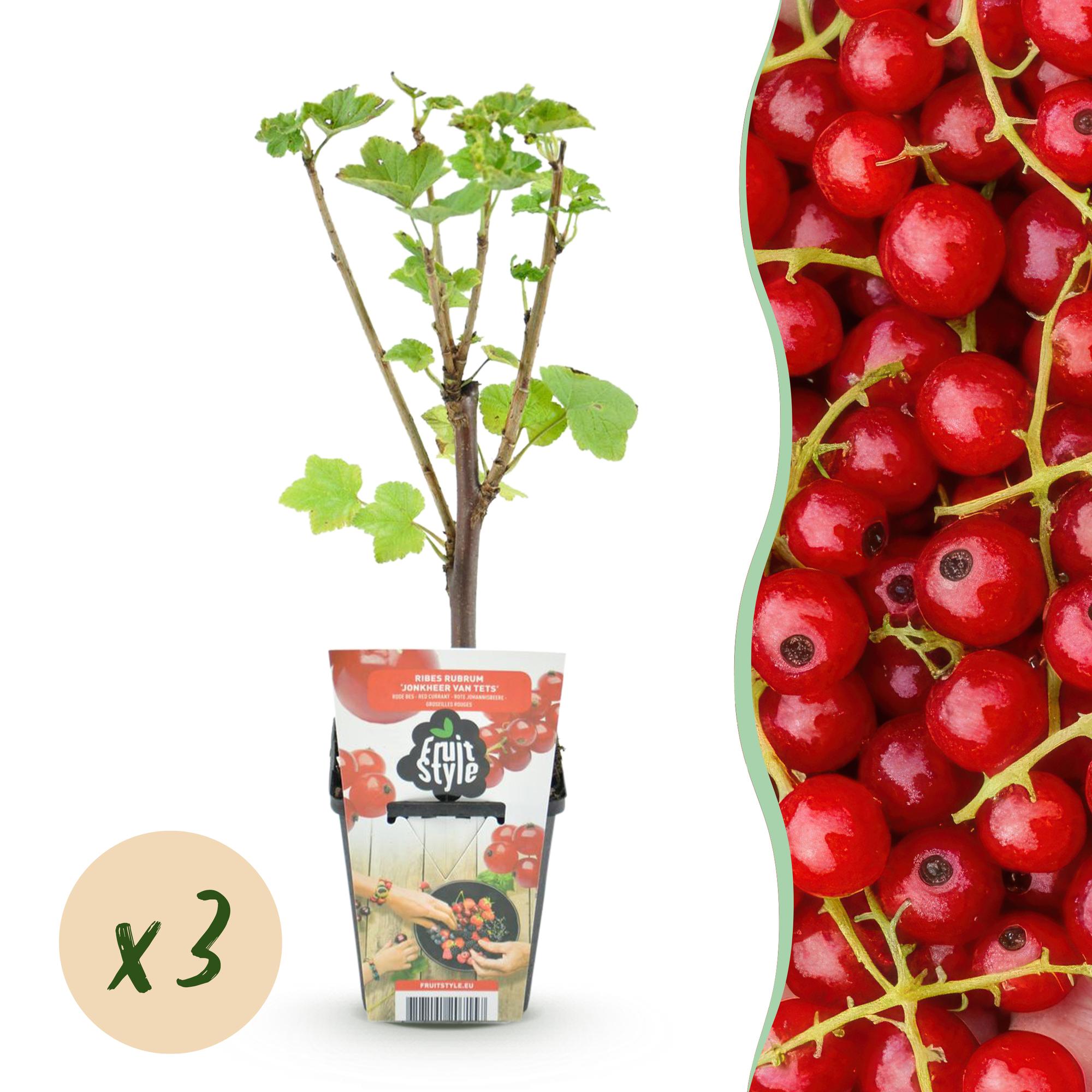 Rode Bes - Ribes rubrum Jonkheer van Tets  - Winterhard - 3 Planten - Pot 9 cm - Rode Bes