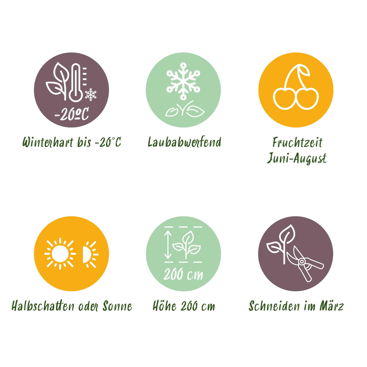 Ribes uva-crispa Hinnonmäki Grün - Kruisbes - Winterhard - Groene Bes - 2 Planten - Pot 15cm - Hoogte 50cm