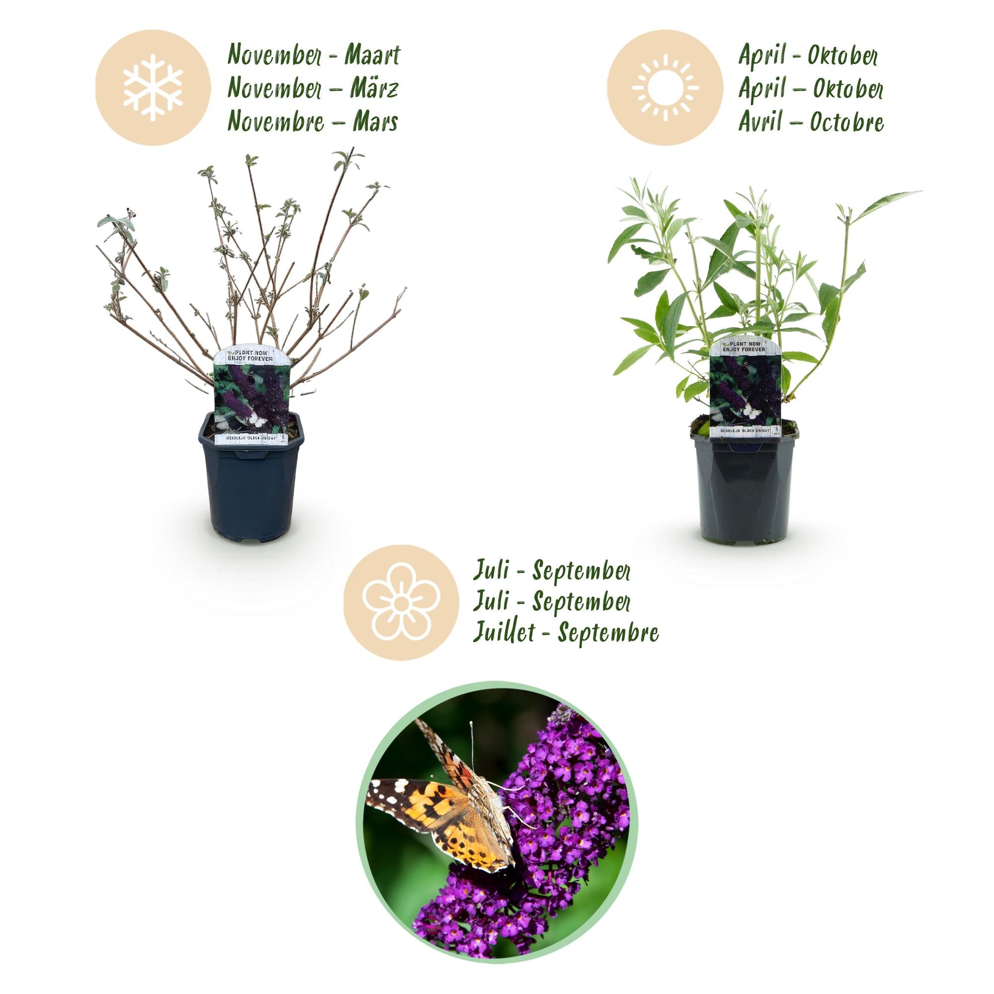 Buddleja davidii Black Night - Vlinderstruik - Winterhard - Paars - 3 Planten - Pot 17cm - Hoogte 45cm
