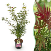 Acer palmatum Jerre Swarts - Japanse Esdoorn - Bladverliezend - Oranje-Rood - 1 - Pot 26cm - Hoogte 90cm
