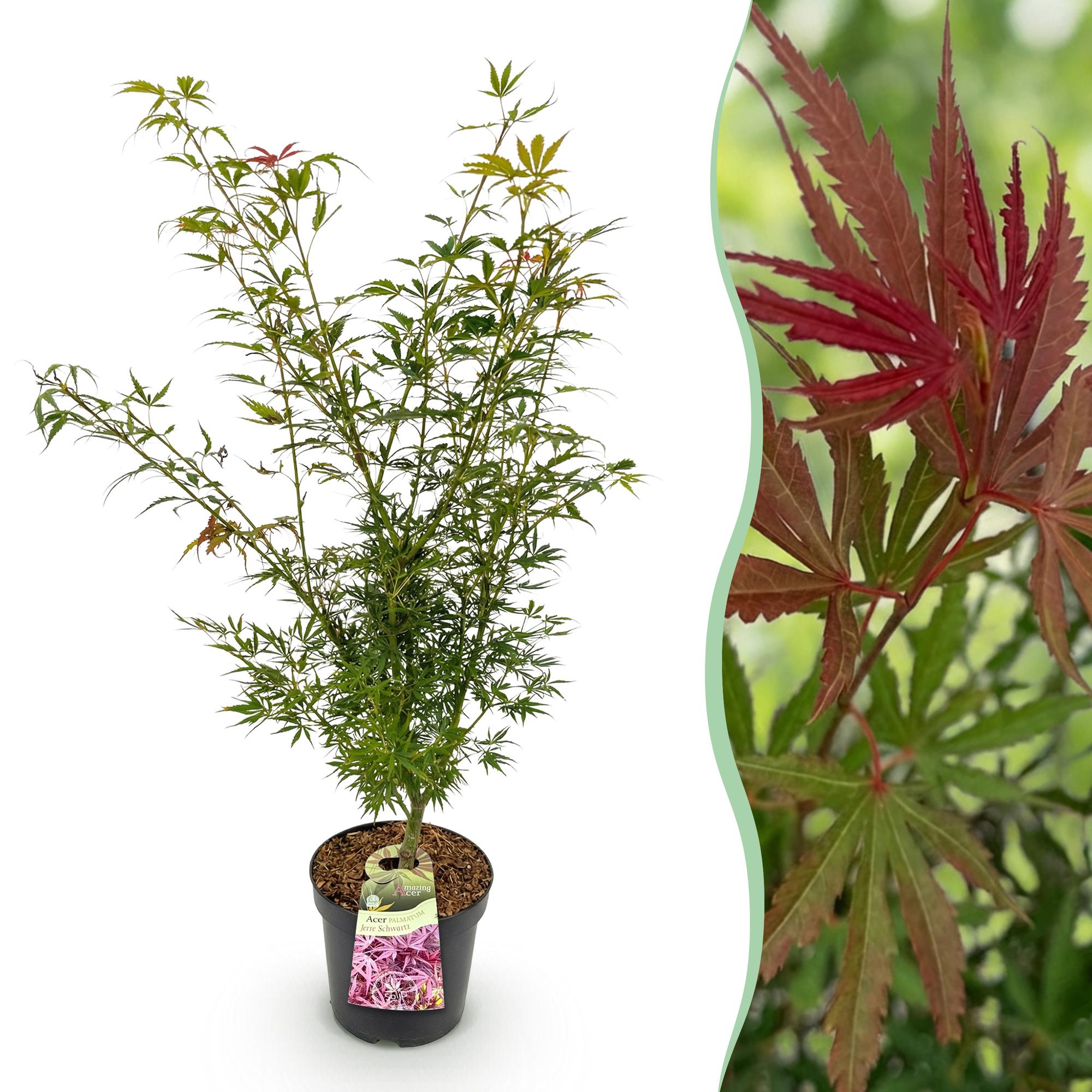 Acer palmatum Jerre Swarts - Japanse Esdoorn - Bladverliezend - Oranje-Rood - 1 - Pot 26cm - Hoogte 90cm