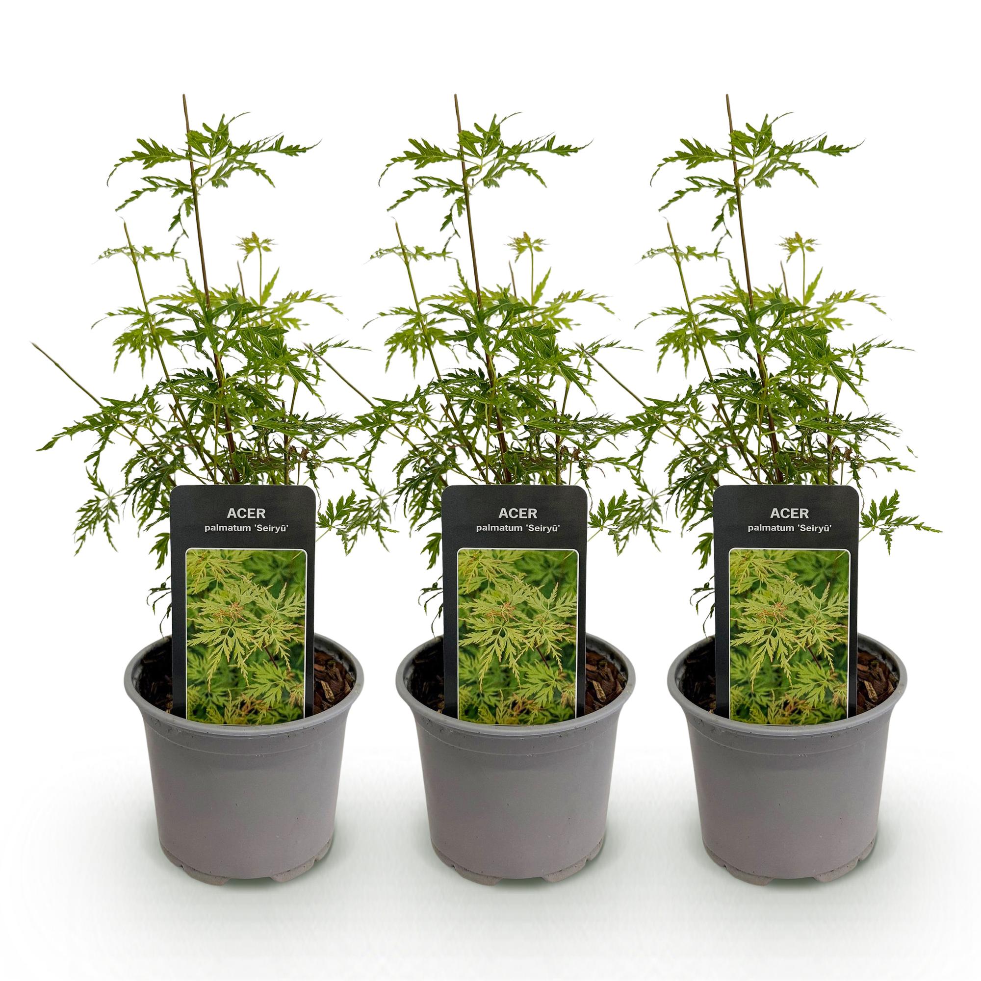 Acer palmatum Seiryu - Groen 3 Planten - Bladverliezend - Weinig Onderhoud  - Pot 12cm Hoogte 35cm