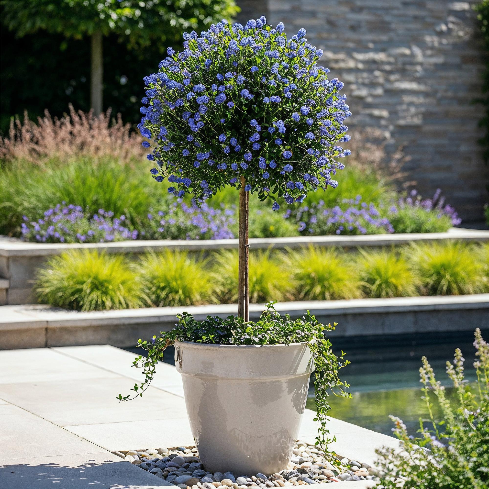 Ceanothus impressus Victoria - Terras Plant - Bladhoudend - Winterhard - Paarse Bloem - Pot 19cm Hoogte 90cm