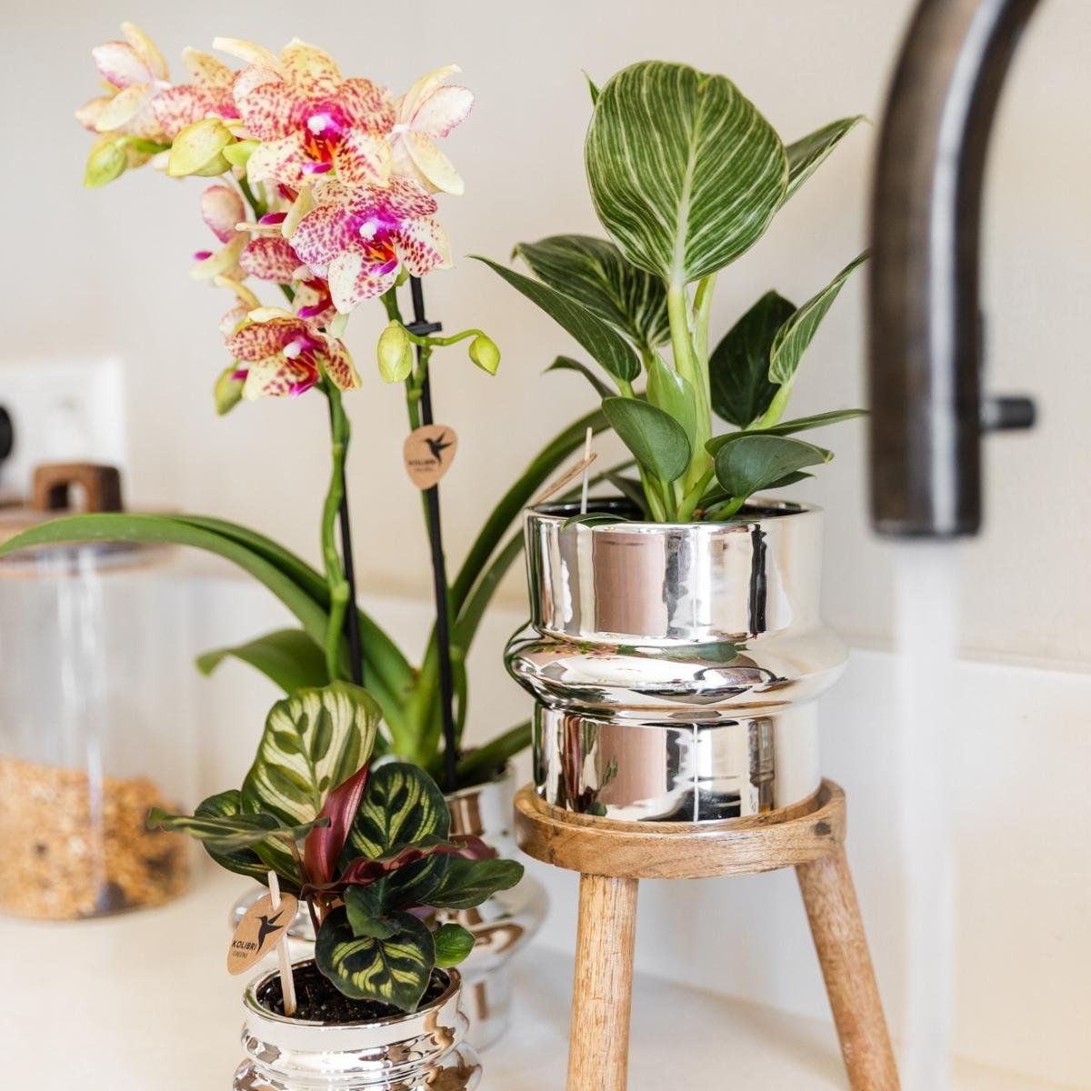 Kolibri Orchids | Combi Deal - 4 Oranje-Gele Phalaenopsis Orchideeën Mineral Grosseto - Ø9 cm