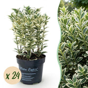 Euonymus japonicus White Spire - Kardinaalsmuts 24x - Haagplanten - Groenblijvend - Wit - Groen - Pot 9cm - Hoogte 20-30cm