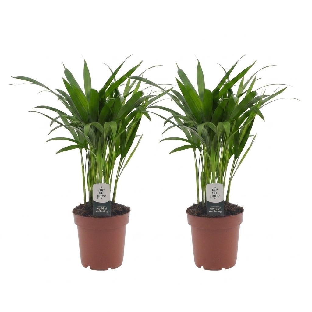 Areca Lutescens - Goudpalm - 2x - Pot 12cm - Hoogte - 45cm