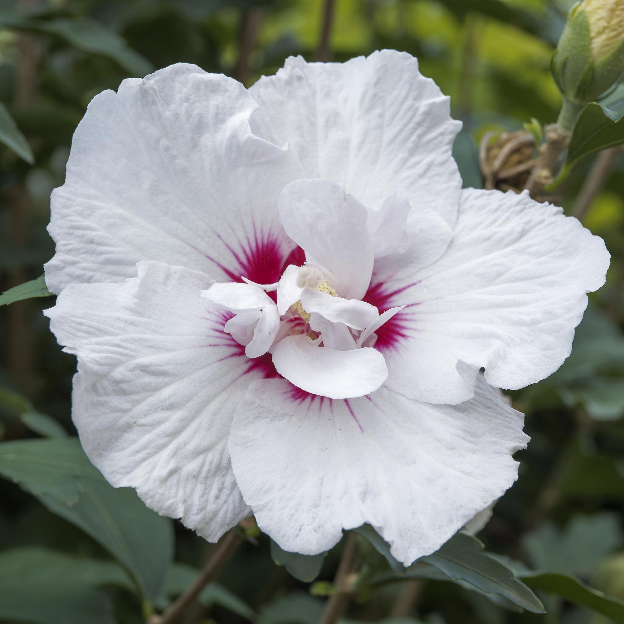 GreenboutiQ – Plante sur Tige – Hibiscus syriacus Starburst Chiffon® – Plante de Terrasse – Feuilles Caduques – Resistent im Winter – Fleur Blanc-Rose – Topf 19 cm oder 90 cm